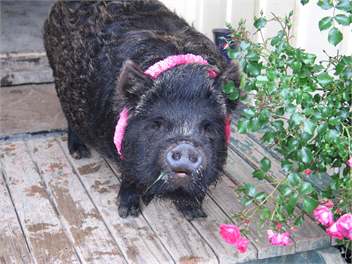 Rosie, our mascot! She is a Miniature Kune Kune