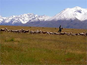 merino's on the airstrip