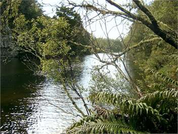 Bush walk scenery