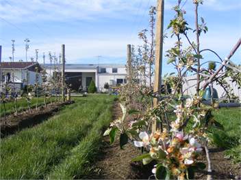 Orchard Setting