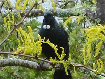 Tui in Gleditsia