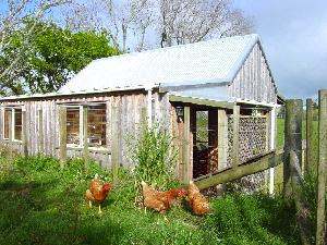 Your neighbours (no roosters allowed!)