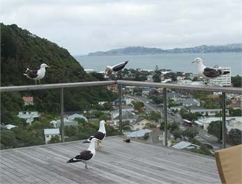 Seagulls enjoying the view.