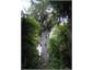 Tane Mahuta - Waipoua Forest