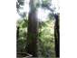 Kauri