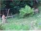 Baby Fawns at clothesline, taken by guest.