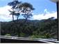 Deck out to the bush