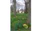 Fernside - Spring time