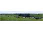 Dairy herd on the farm 