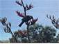 Hello Tui!