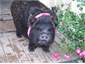 Rosie, our mascot! She is a Miniature Kune Kune
