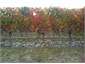 Wineries in autumn - 45 mins away