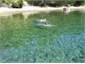 Swimming