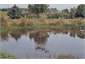 Pond & ducks