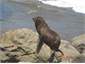 Palliser Bay seal Colony