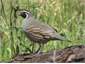 Quail at Ohingaroa Bay
