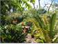 Sub Tropical Gardens