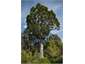 Kauri Tree