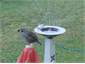 Quail and bird bath in Garden