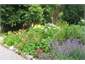 Summer - herbaceous border