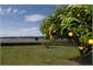 Fruit Trees
