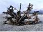 Driftwood, Waiatoto River mouth