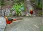 Resident Golden Pheasants