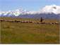 merino's on the airstrip