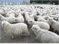 Lovely warm wool