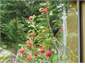 View from front window in Spring
