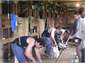 Lamb Shearing
