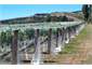 Organic vineyard - taste the grapes