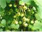 Blueberries bunching up