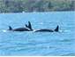Orcas right in front of the house