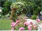 Roses in the summer, 