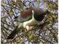 Local Kereru