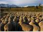 .......and more sheep