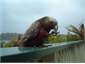 Kakas visit daily on the deck