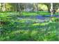 Bluebells