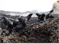 Seal pups at Wharariki Beach