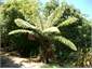 Punga tree outside the house