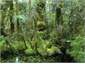 Kahikatea swamp forest, Ship Creek