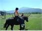 Horse treks (No experience necessary)
