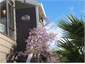 Wisteria in flower Sept 10 2