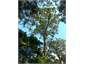 One of the Kauri trees in the Bush