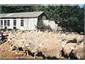 sheep and yards at Kairuru