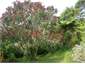 New Zealand Chistmas Tree
