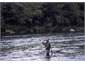 Seasonal trout fishing