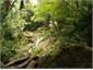 Waiotemarama Bush Walk