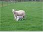 Lambing again